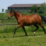 Trakehner,Horse,Trotting,On,Meadow