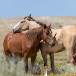 Wild,Horses,In,Summer,In,Sand,Wash,Basin,Colorado